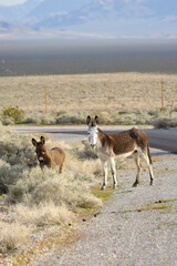 Naklejka premium Wild burros crossing the road in the desert