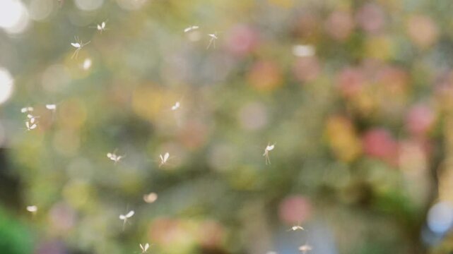 Flight atmosphere. Moths with transparent wings fly. The movement of wings. The feeling of lightness of flight and weightlessness concept. 4k footage