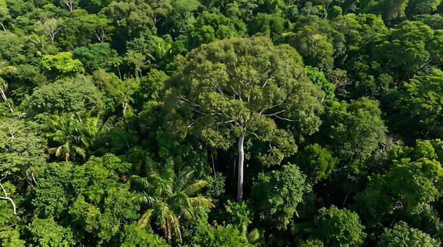 An aerial view of the lush amazon rainforest canopy focusing on a tall copaifera officinalis tree standing out within the dense green tropical ecosystem