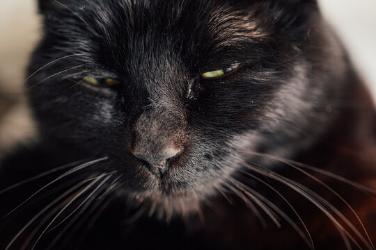 close up of black cat face