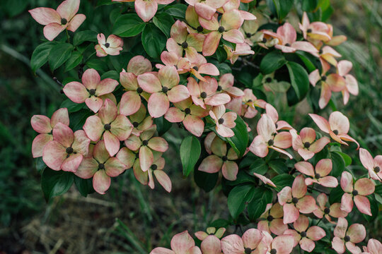 white and pink dogwood flowers