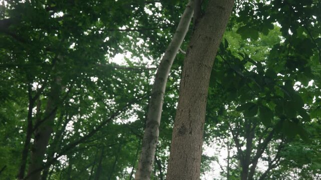 Green forest branches of a broadleaf tree