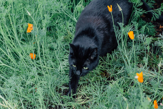 black cat walking through california poppy flowers