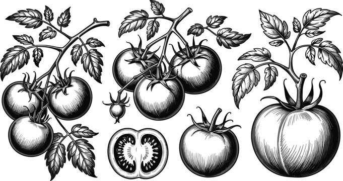 Vintage tomato vintage engraving sketch collection set featuring raw garden vegetables branches leaves cross section slices organic food vectors