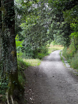 Dirt hiking path through forest on Camino de Santiago, Spain