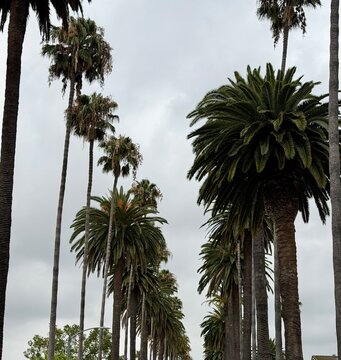 Palm trees line the streets