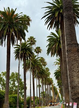 Palm trees line the streets