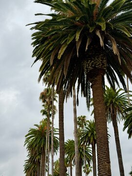 Palm trees line the streets