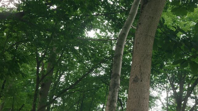 Green forest branches of a broadleaf tree