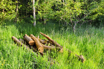 Log pile habitat for invertebrates in woodland glade meadow © Tosh Lubek
