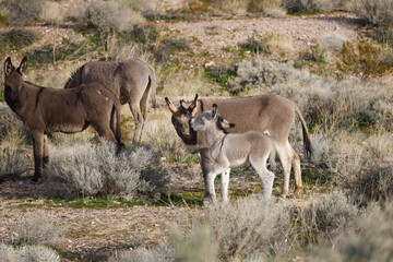 Obraz premium Wild burros and foal in the desert