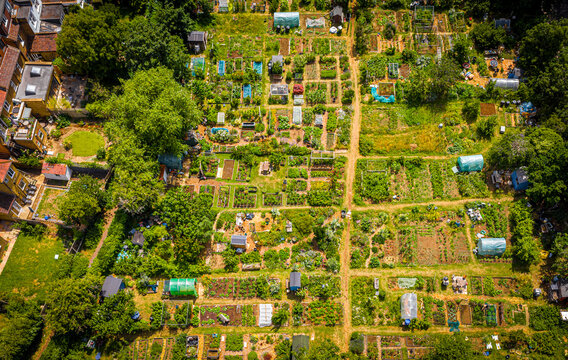 Aerial allotment gardens in London with urban plots and green landscape