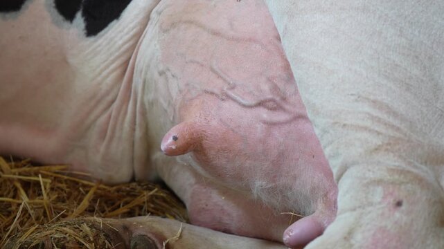 Close up of a dairy cow udder with milk dripping naturally while the animal rests. Dairy farming, milk production, livestock care, agriculture and animal husbandry