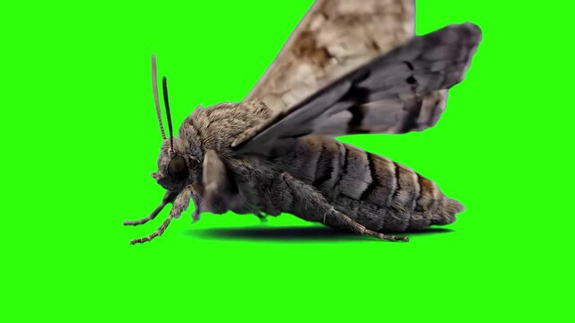 A close-up 3D animation of a brown moth standing motionless on a bright green chroma key background. Perfect for nature documentations, biological media, and easy compositing.