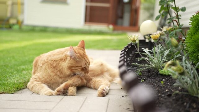 Adult ginger cat lying on concrete path and cleaning itself in garden. ginger tabby cat lies comfortably on a concrete pathway in the backyard of a countryside dacha, licking its paw and cleaning