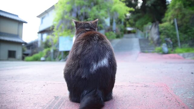 藤の花が咲く太江寺の参道でしっぽを振りながらくつろぐハチワレ猫（三重県伊勢市, 2026年4月）