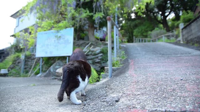 藤の花が咲く太江寺の参道でしっぽを振りながらくつろぐハチワレ猫（三重県伊勢市, 2026年4月）