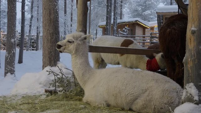 White and brown alpacas rest on the ground in a snowy winter enclosure with wooden structures, hay and pine trees