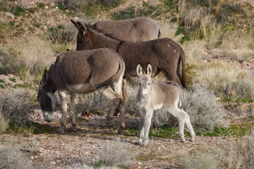 Naklejka premium Wild burros and foal in the desert