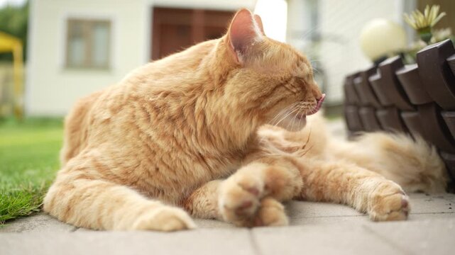 Adult ginger cat lying on concrete path and cleaning itself in garden. ginger tabby cat lies comfortably on a concrete pathway in the backyard of a countryside dacha, licking its paw and cleaning