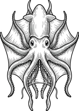 Detailed line art illustration featuring symmetrical vampire squid floating isolated against plain white backdrop showing monochromatic etching style