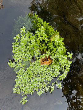 Aquatic plants floating on stream water on the Camino de Santiago