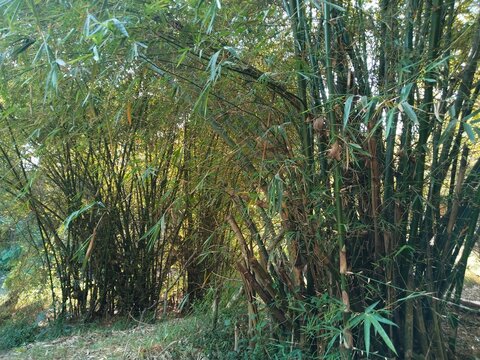 A clump of bamboo trees grows on the riverbank