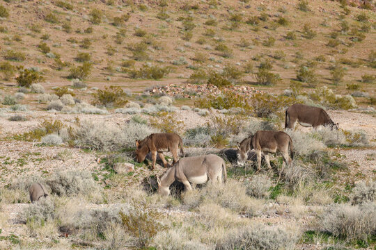 Wild burros and  foal in the desert