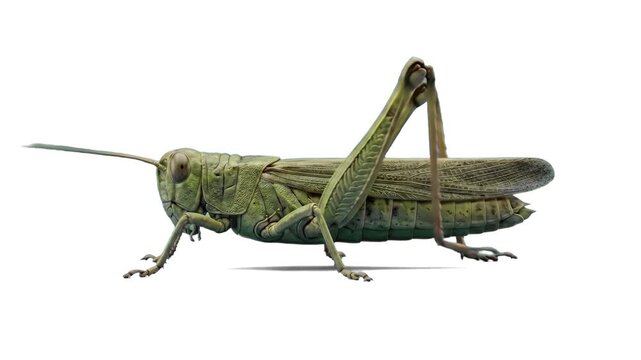 A detailed 3D render of a green grasshopper standing and moving on a clean white background with a soft drop shadow. Designed for biological presentations, educational videos, and clean commercial lay
