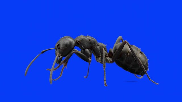 A detailed 3D model of a black ant standing and grooming itself, isolated on a solid blue chroma key background. Perfect for nature documentaries, biology education videos, insect studies, and easy ke