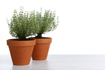 Fototapeta premium Aromatic thyme in pots on wooden table against white background