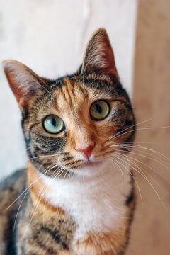 Closeup portrait of curious tabby cat with green eyes, adorable domestic pet looking at camera in soft natural light.