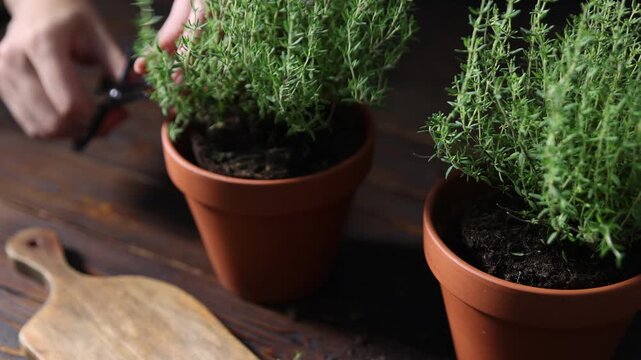 Woman taking scissors and cutting fresh thyme twigs from pot at wooden table, closeup