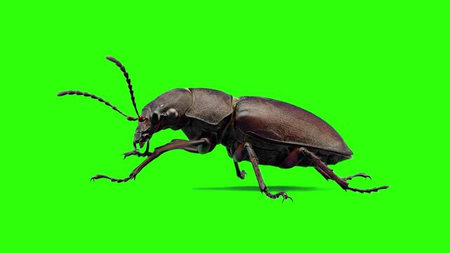 A detailed brown stag beetle model stands on a green chroma key surface and is seen performing a simple grooming ritual with its leg. The green background allows for easy removal and integration into 