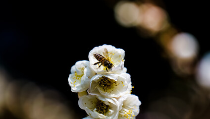 A close-up shot of a bee collecting nectar from the white plum blossom's stamen © Yf