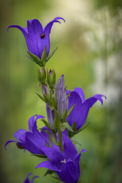 Large bellflower (Campanula latifolia) with a tiny ladybug on its petal.