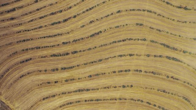 A vast landscape of golden fields and farmland featuring artistic, undulating patterns.