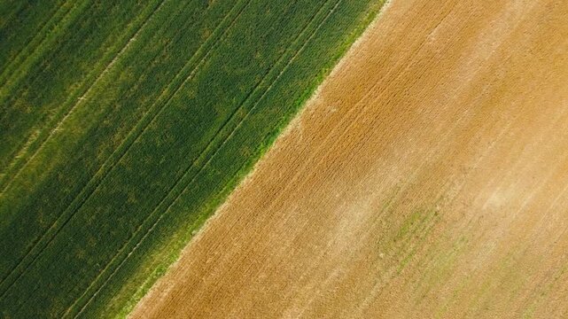 A top-down aerial drone shot revealing a beautiful contrast between two agricultural plots: lush green crops and a field of wheat ready for harvest, displaying a yellowish-brown hue.