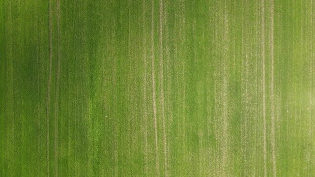 A direct overhead view (bird&rsquo;s-eye view) of a vast expanse of green fields featuring a pattern of tractor tire tracks or neat planting furrows.