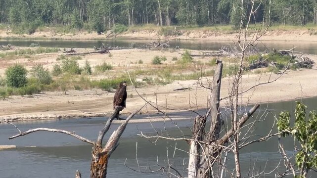 Juvenile Bald Eagle perched over the Bitterroot River in Western Montana calling to another eagle. 