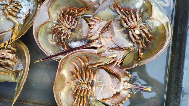 Fresh Horseshoe Crabs Displayed at Local Seafood Market for Culinary and Research Purposes, Exotic Marine Life Background, Website Banner and Hero Header
