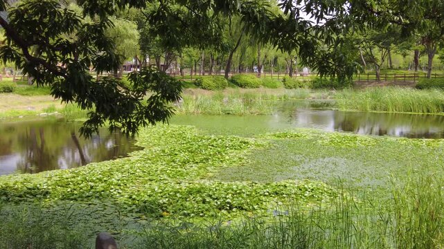 a pond in a three-way park