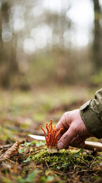 Hand harvesting Cordyceps militaris mushroom in a forest setting