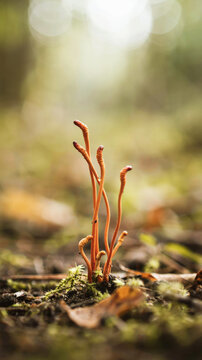 Cordyceps militaris mushroom growing on forest floor with blurred background