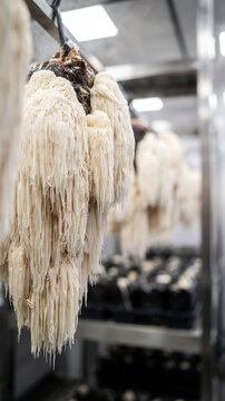Lion's Mane Mushroom clusters growing in cultivation environment with containers