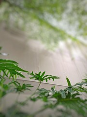 Green Philodendron Leaf With Soft Background © Iis