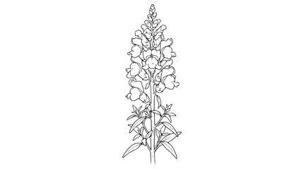 Hand-drawn outline of a foxglove flower, digital illustration, botanical sketch © Latif
