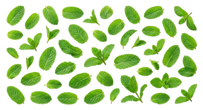 Fresh green mint leaves scattered in a vibrant, top-down pattern against a clean white background, creating a crisp and natural aesthetic.