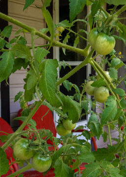 Green tomatoes hang from a vine, surrounded by lush leaves. They're positioned in front of a wooden house, suggesting a garden setting.