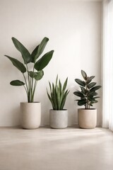 Fototapeta premium Minimalist indoor potted plant arrangement.
